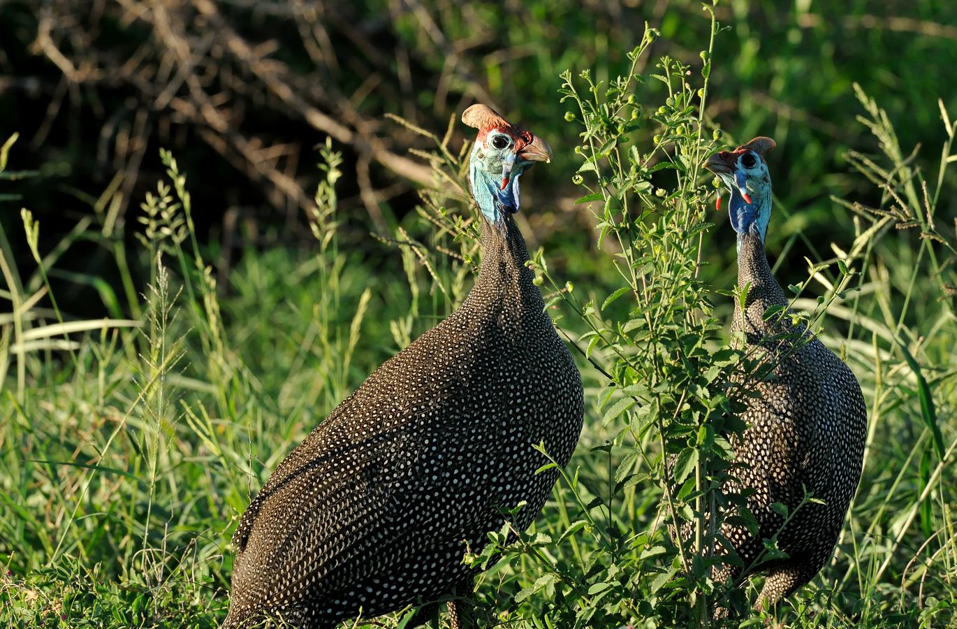 Numida meleagris coronata [280 mm, 1/400 sec at f / 13, ISO 1600]